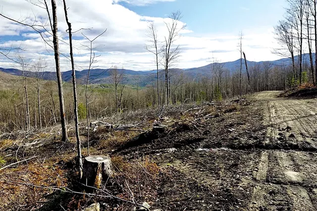 A clear-cut in the Green Mountain National Forest near Rochester - COURTESY OF ZACH PORTER