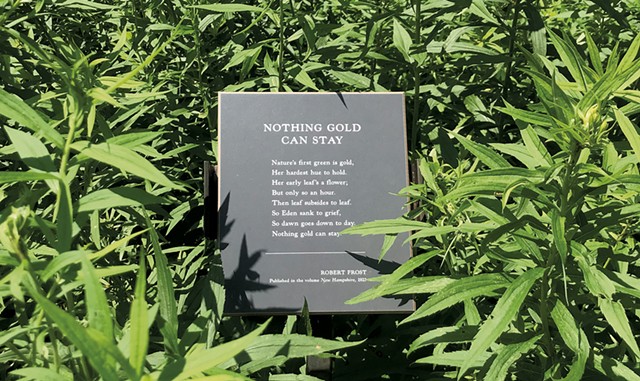 "Nothing Gold Can Stay," a poem along the Stone House Museum poetry trail - SALLY POLLAK ©️ SEVEN DAYS