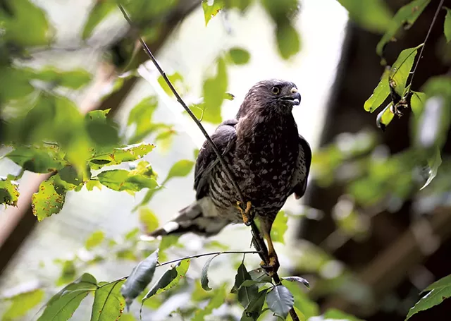 A hawk in John Aberth's care - BEN DEFLORIO