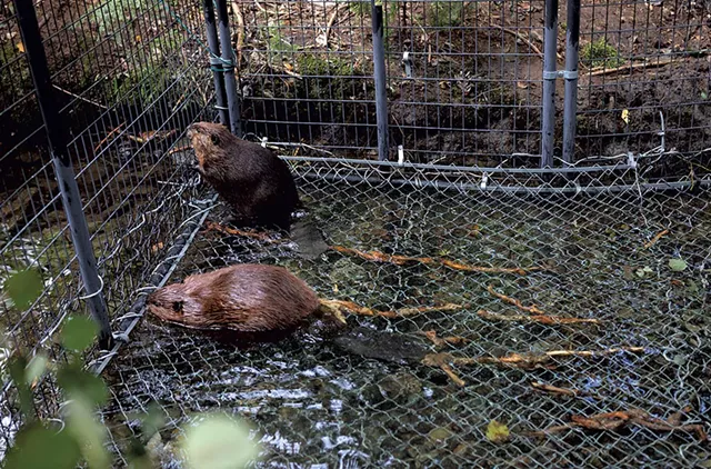 BK and Mrs. Beaver - BEN DEFLORIO