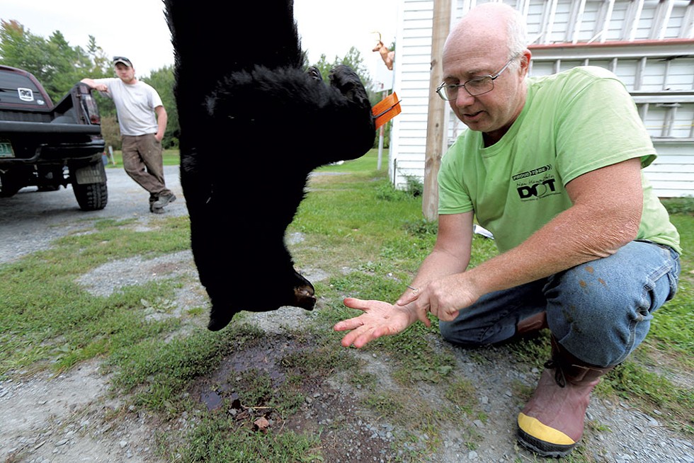 David McLam, who processes game in Bradford, showing a molar removed from a bear that will be submitted to state biologists - JEB WALLACE-BRODEUR