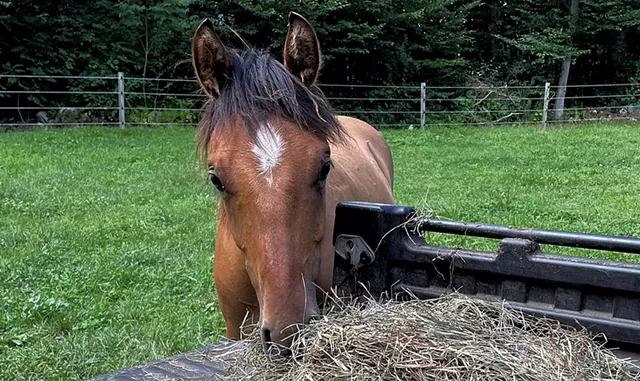 Finn, a current resident at the rescue - COURTESY OF JEN STRAUB