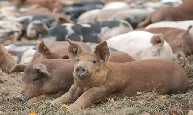 Heritage pigs - DARIA BISHOP