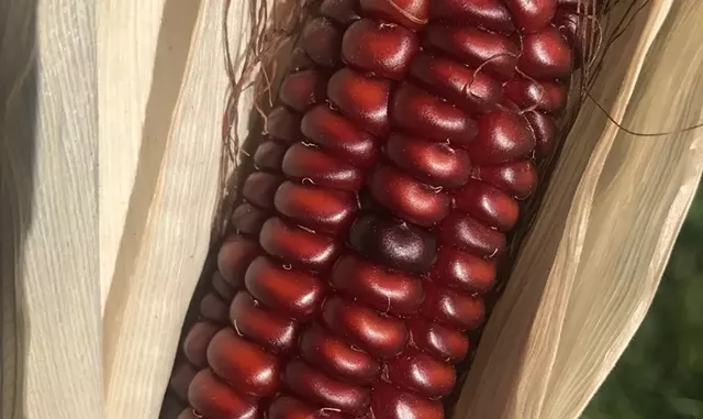 Agricultural-Literacy-Week - COURTESY OF ZEA LUCE