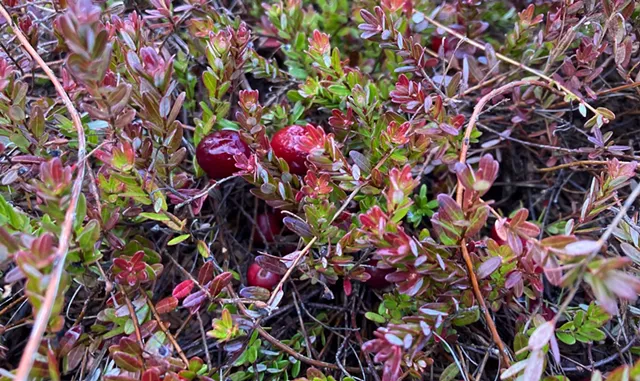 Cranberry vines - MARGARET GRAYSON