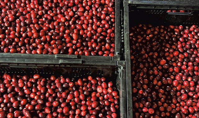 Cranberry harvest - MARGARET GRAYSON