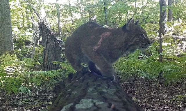 Bobcat - COURTESY OF DECLAN MCCABE