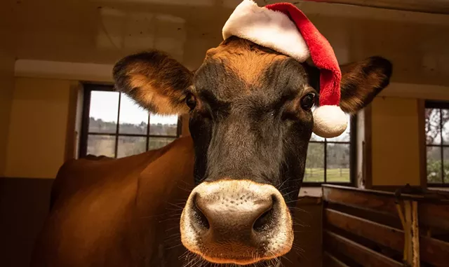 Christmas at the Farm - COURTESY OF BILLINGS FARM & MUSEUM
