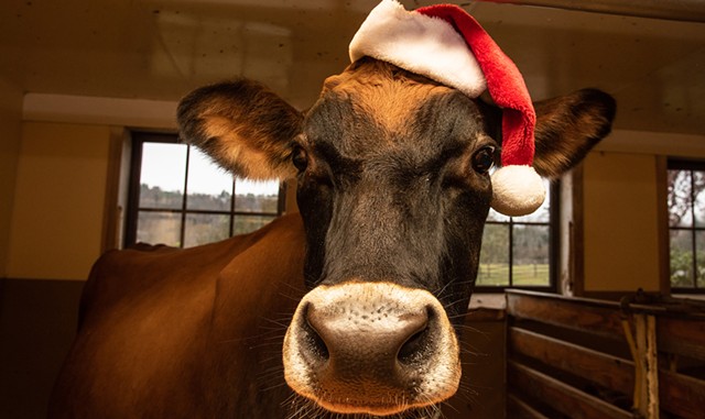 Christmas at the Farm - COURTESY OF BILLINGS FARM &amp; MUSEUM