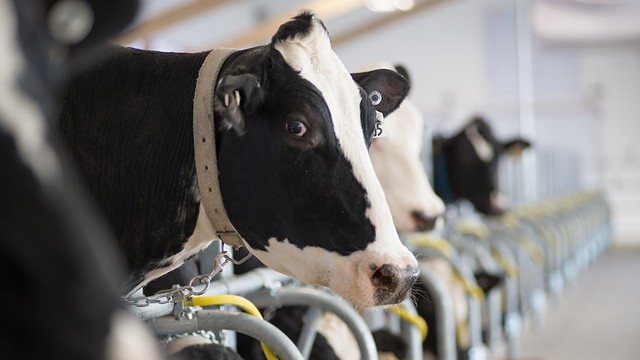 Holstein cow - UNIVERSITY OF VERMONT
