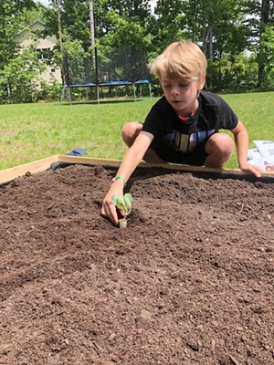 Nathan planting his cabbage seedling in his home garden. - COURTESY