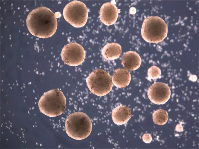 Stem cells compacted into spheres by AI-designed parents - COURTESY