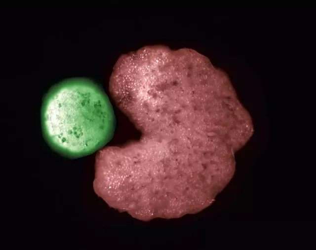 An AI-designed parent organism (red) beside stem cells that have been compressed into a ball - COURTESY
