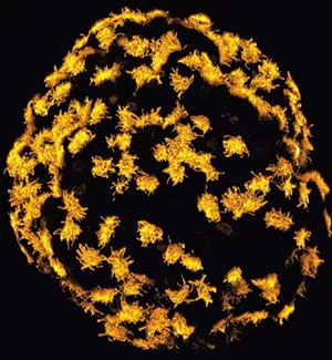 Xenobots swimming using cilia - COURTESY