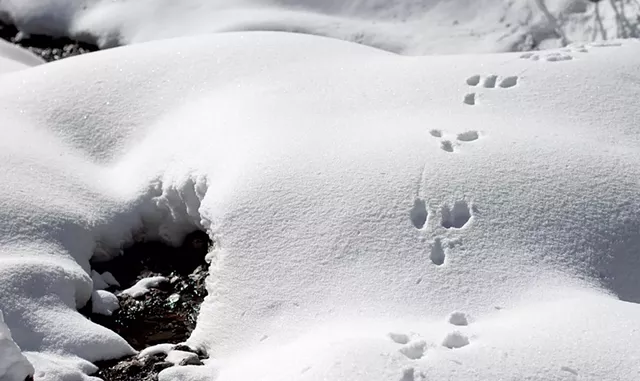 Wildlife Tracking Wednesdays - © MIHAI NEACSU | DREAMSTIME