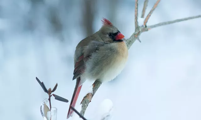 Great Backyard Bird Count - © THOMAS WATERS | DREAMSTIME