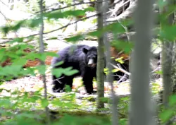 Black bear - SASHA GOLDSTEIN