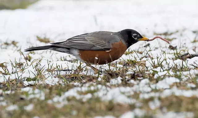 First Day of Spring - © PAUL REEVES | DREAMSTIME