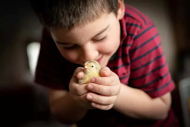 A Hatch the Chicken client's child with a recently hatched chick - COURTESY