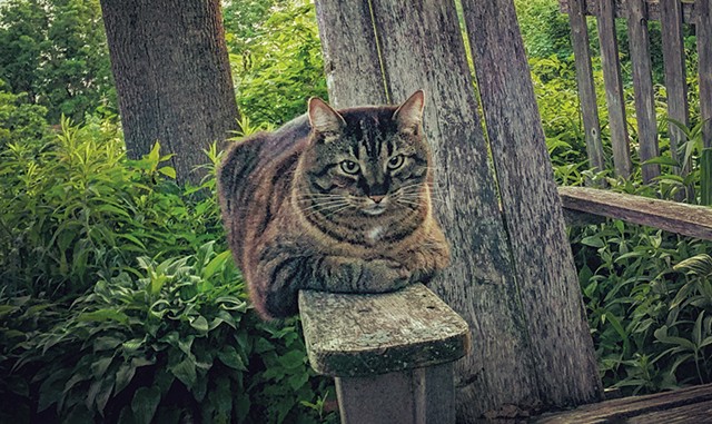 Frankie perched on an Adirondack chair - COURTESY OF ALISON PRINE