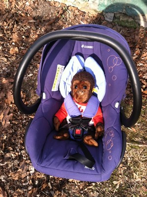 The car seat is set up and ready to go, thanks to Gori, my favorite childhood chimpanzee. - MEGAN JAMES
