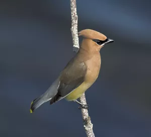 Cedar Waxwings
