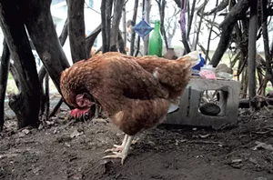 The family’s chicken inside the teepee - MATTHEW THORSEN