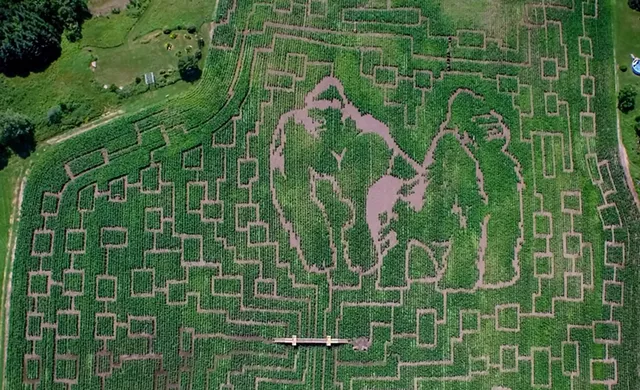 The 2015 Great Vermont - Corn Maze from above - COURTESY OF GREAT VERMONT CORN MAZE
