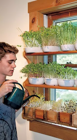 Growing greens on the windowsill - COURTESY OF PETER BURKE