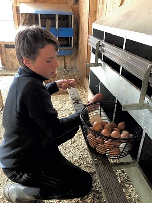 Axel collects eggs from the nesting boxes in his family's barn - BRETT STANCIU