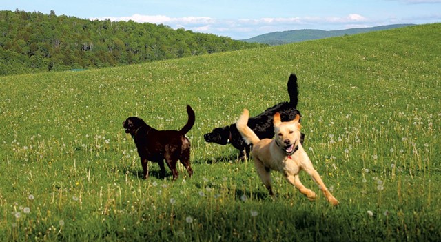 Dogs playing on a grassy hill at Dog Mountain - JEFF NOVAK