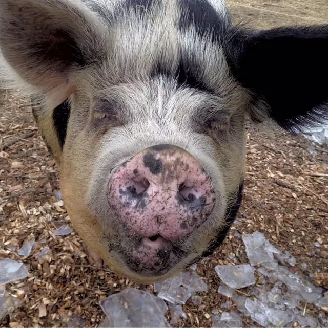 Gertie