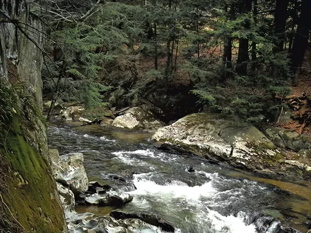 A hemlock forest in Old Mill Park in Jericho - HEATHER FITZGERALD