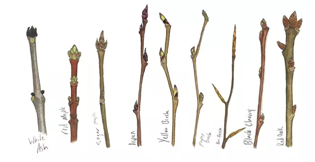 ILLUSTRATIONS BY JEANIE WILLIAMS