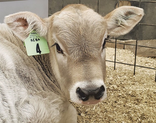 Reba the calf at Shelburne Farms - COURTESY OF SHELBURNE FARMS