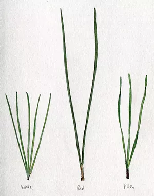 Pine varieties: White, Red, Pitch - JEANIE WILLIAMS