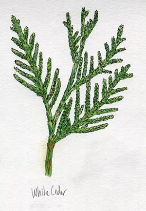 Northern white cedar - JEANIE WILLIAMS