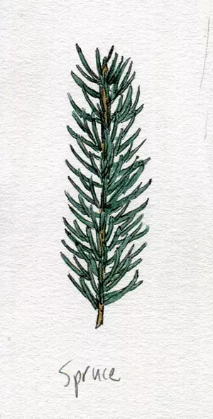 Spruce - JEANIE WILLIAMS