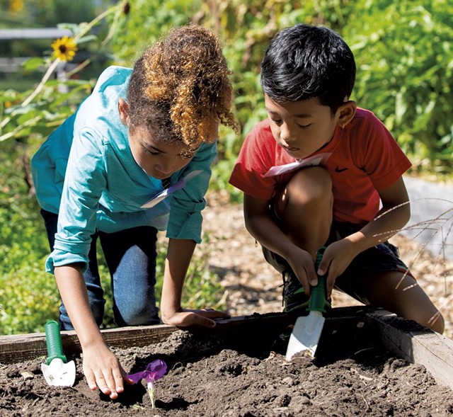 Kids tend a school garden in Burlington - COURTESY OF SARAH WEBB FOR VERMONT FEED