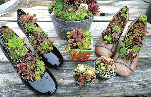 Succulents in shoes and pots at Marijke Niles' garden in Starksboro - COURTESY OF MARIJKE NILES