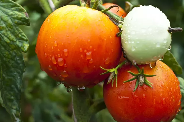 Climate Changing Gardening - © ORCEA DAVID | DREAMSTIME