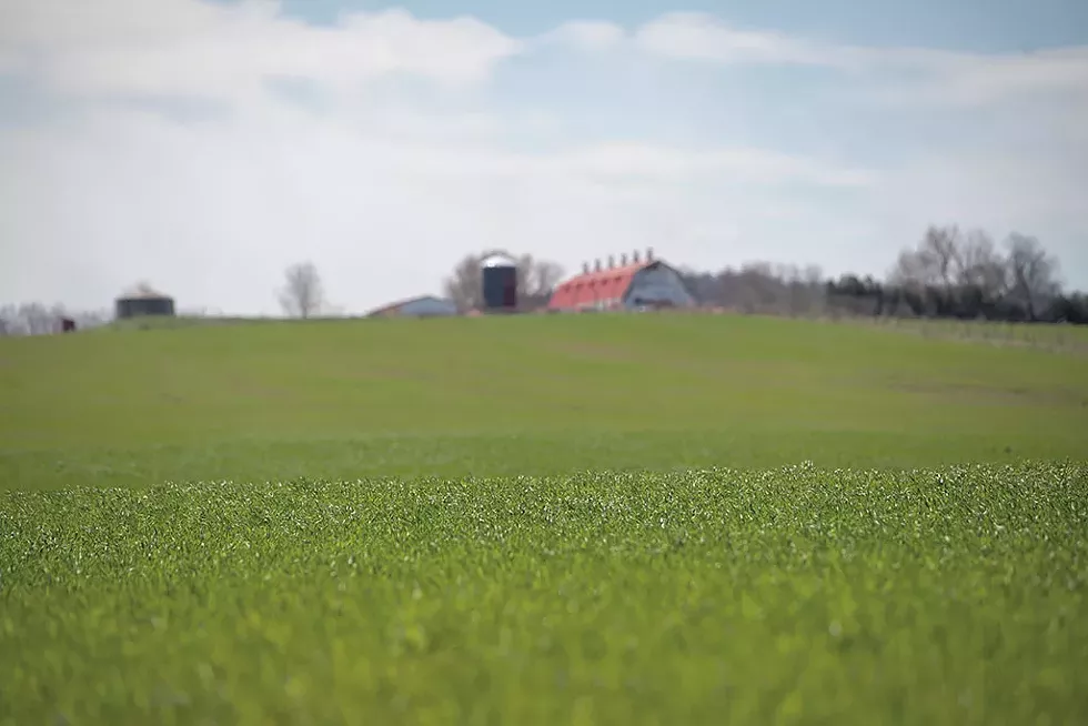 Winter rye growing at Earthkeep Farmcommon to be malted - DARIA BISHOP