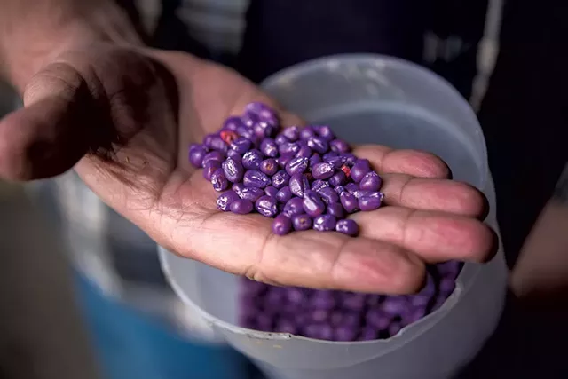 Neonicotinoid-coated corn seeds - FILE: CALEB KENNA