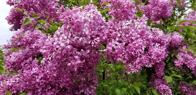Bloom TIme Festival - COURTESY OF FRIENDS OF THE HORTICULTURE FARM