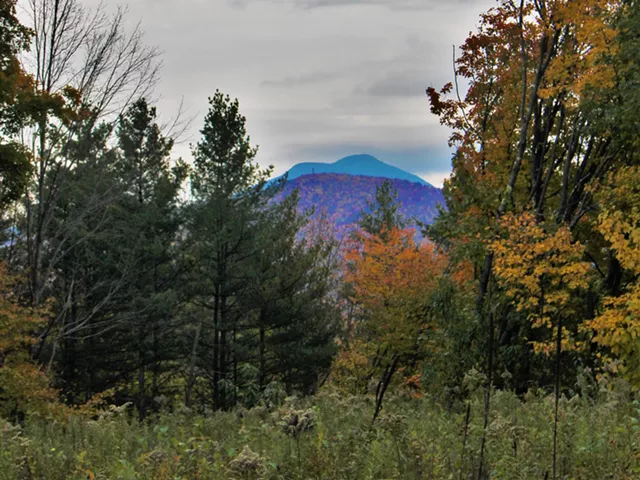 A forest near Camel's Hump - COURTESY OF OLIVIA WOLF