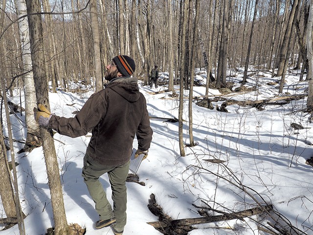 State forester Jason Nerenberg inspecting a forest in 2018 - TAYLOR DOBBS