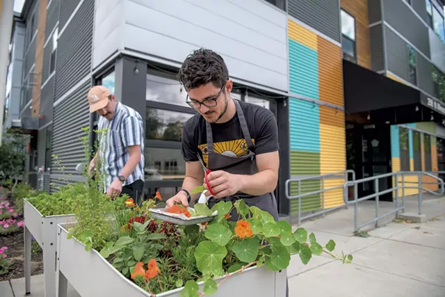 May Day co-owners Matthew Peterson and Mojo Hancy-Davis cutting herbs from a raised bed outside the restaurant - DARIA BISHOP
