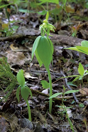 Whorled pogonia orchid - COURTESY OF JOHN GANGE