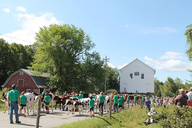 Oxen pull the 1823 schoolhouse - JULIA SHIPLEY