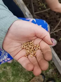 Local Grain Day - COURTESY OF CENTER FOR AN AGRICULTURAL ECONOMY